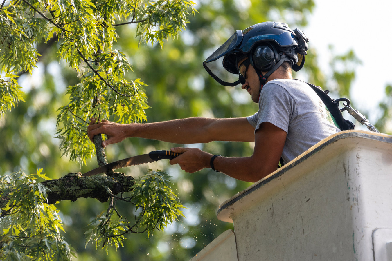 Tree Pruning in Moreno Valley, CA
